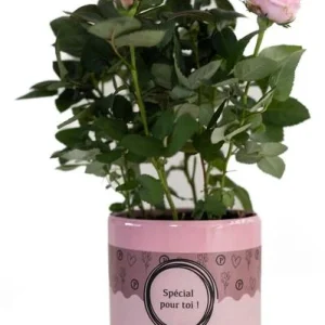 Special Pour Toi Rozenplant, Lichtroze Roos, Mooi Cadeau voor Elke Gelegenheid
