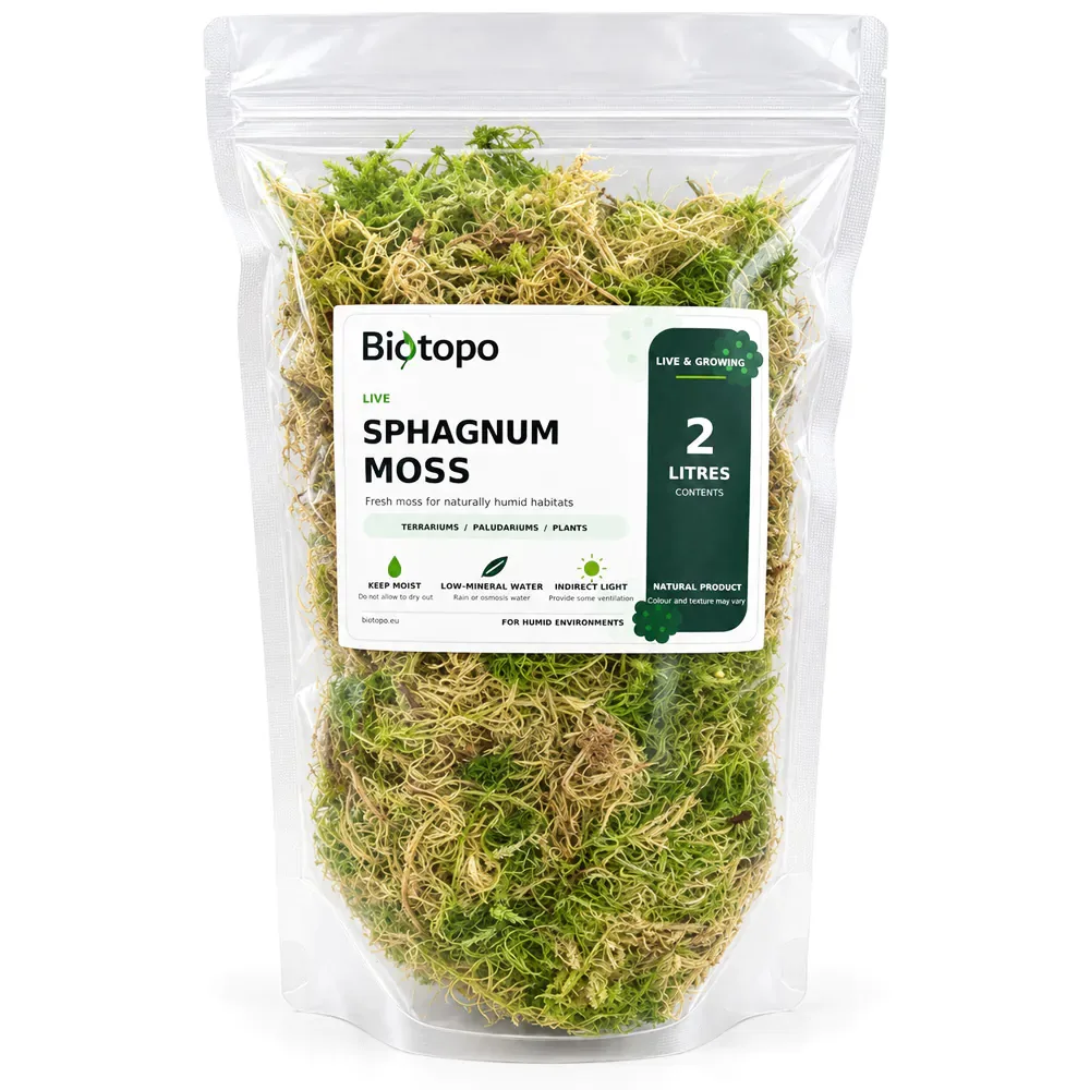 Sphagnum mos