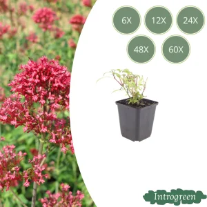 Spoorbloem 'Coccineus'