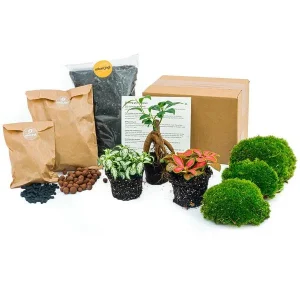 Starters & Navulpakket Ficus Bonsai