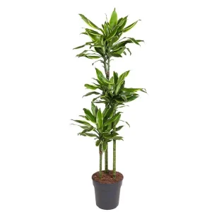 Stijlvolle Dracaena Golden Coast - Gouden Kust Drakenplant voor Elk Interieur