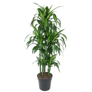 Stijlvolle Tropische Plant - Dracaena Hawaiiana Carrousel