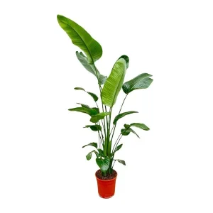 Strelitzia Nicolai - Grote Kamerplant - Sterk luchtzuiverende plant voor diverse ruimtes