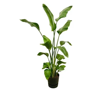 Strelitzia Nicolai inclusief elho Greenville Round zwart