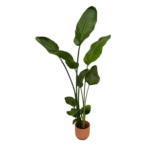 Strelitzia Nicolai inclusief elho Vibes Fold Round roze