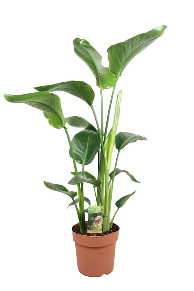 Strelitzia Nicolai (paradijsvogelplant) - Kamerplant - 17 cm