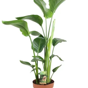 Strelitzia Nicolai (paradijsvogelplant) - Kamerplant - 21 cm