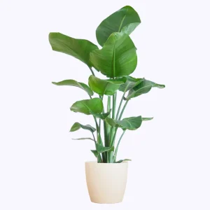 Strelitzia nicolai – Paradijsvogelplant met pot of mand – ca. 80 cm – Ø21 cm / Ø19 cm