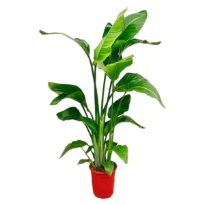 Strelitzia Nicolai – Witte Paradijsvogelplant – 100 cm – met of zonder stijlvolle Elho potten