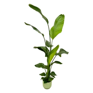 Strelitzia Nicolai – Witte Paradijsvogelplant – 130 cm – Ø18 – met keuze: Elho Vibes Fold Round roze of groen