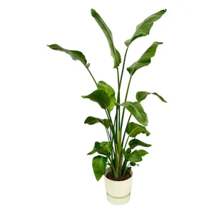Strelitzia Nicolai – Witte Paradijsvogelplant 170 cm - met of zonder stijlvolle Elho potten