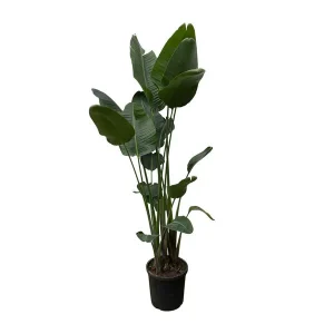Strelitzia Nicolai XXL | Imposante kamerplant voor indirect licht