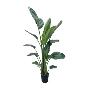 Strelitzia Nicolai XXL - Indrukwekkende kamerplant met grote bladeren