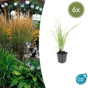 Struisriet - 6 stuks - winterharde siergras voor uw tuin | Calamagrostis acut. Karl Foerster