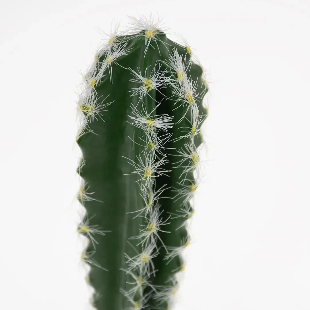 Terrarium Cactus Cilinder 1 - Image 2