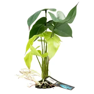 Terrarium Kunstplant Alocasia groen