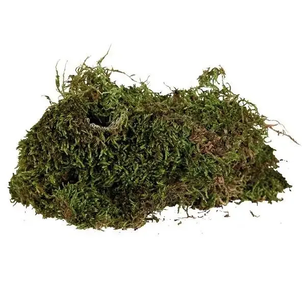 Terrarium Mos 200 gram - Image 2