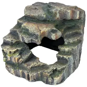 Terrarium Rots Regenwoud