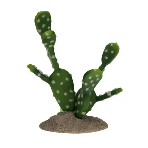 Terrarium VijgenCactus