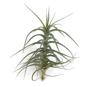 Tillandsia Bergerii XL