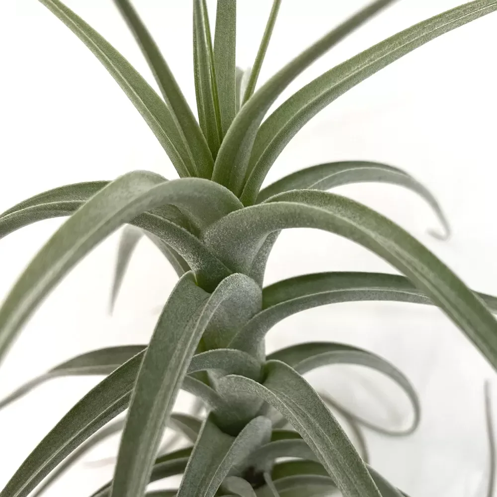 Tillandsia Bergerii XL - Image 2