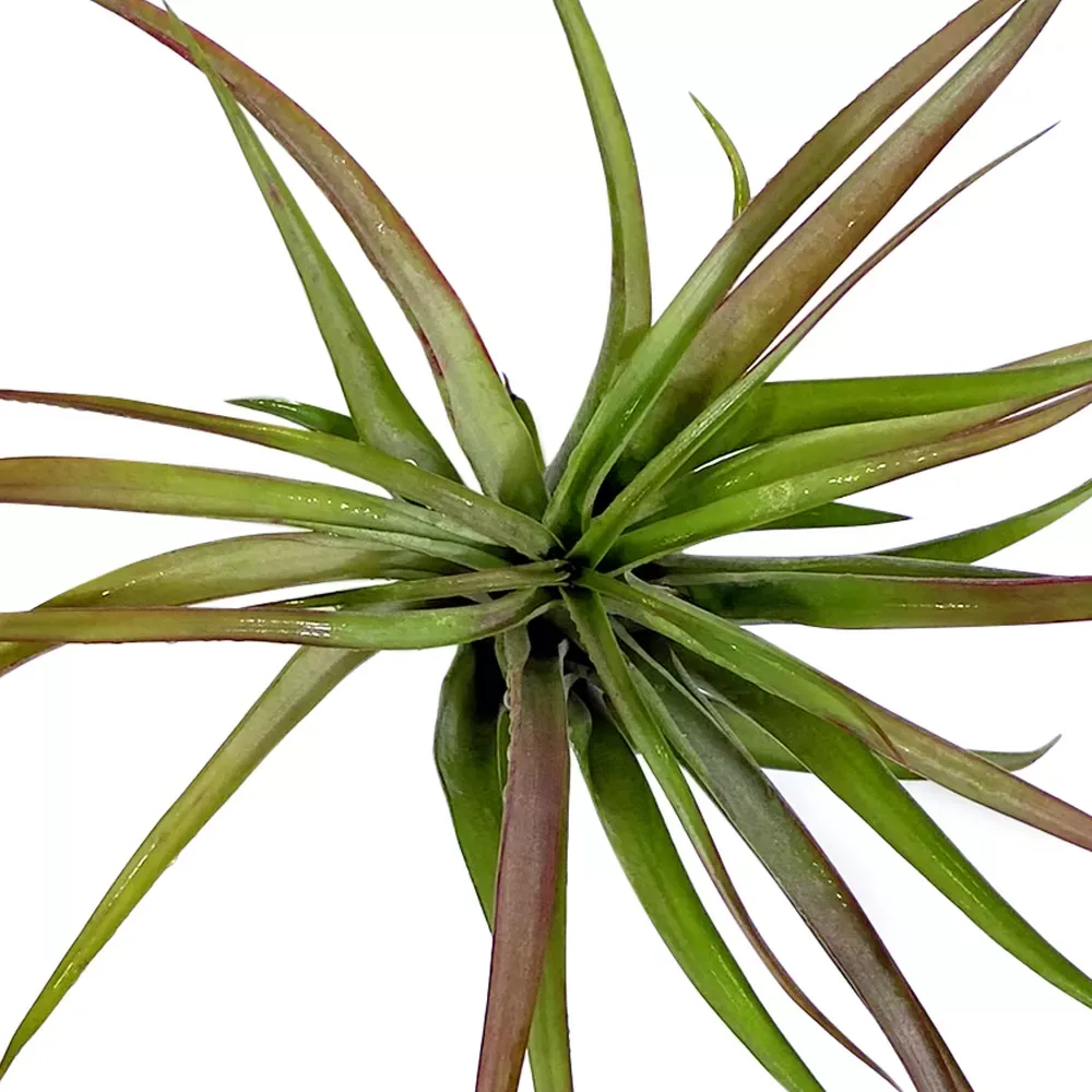 Tillandsia Brachycaulis Abdita - Image 2