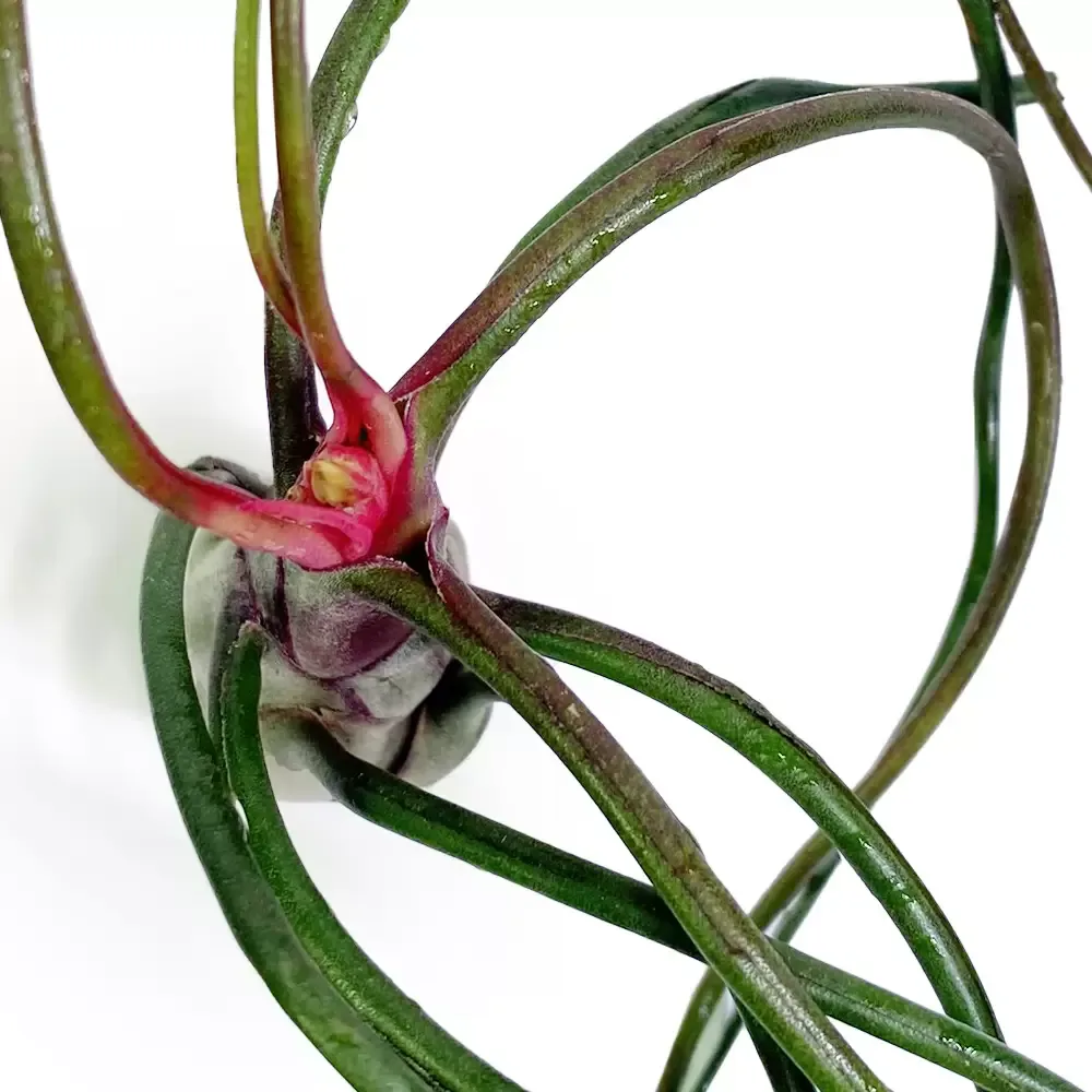 Tillandsia Bulbosa - Image 2