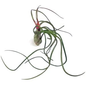 Tillandsia Bulbosa