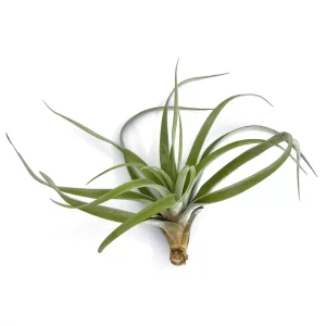 Tillandsia Capitata Peach Large