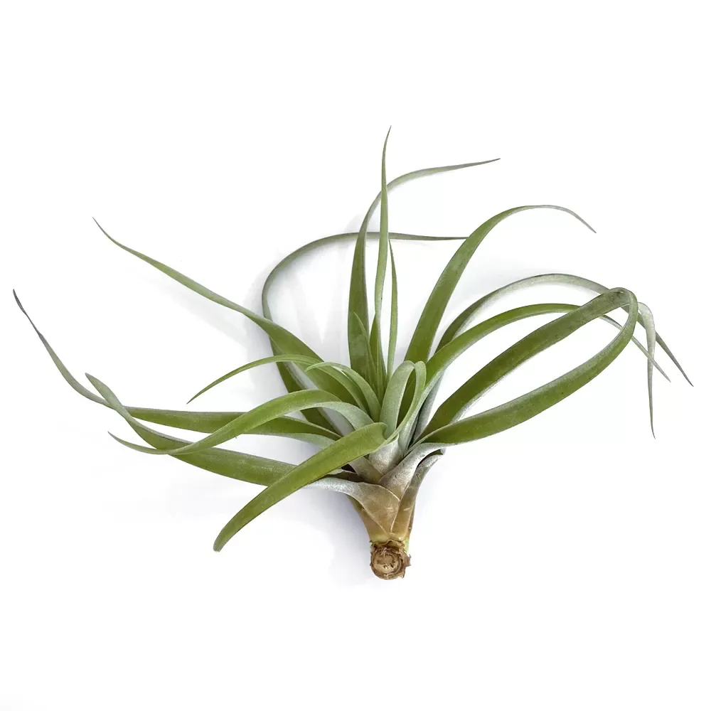 Tillandsia Capitata Peach Large