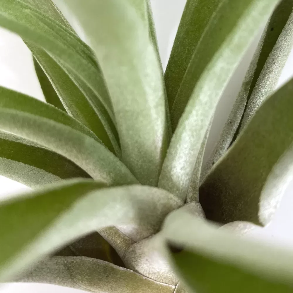 Tillandsia Capitata Peach Large - Image 2