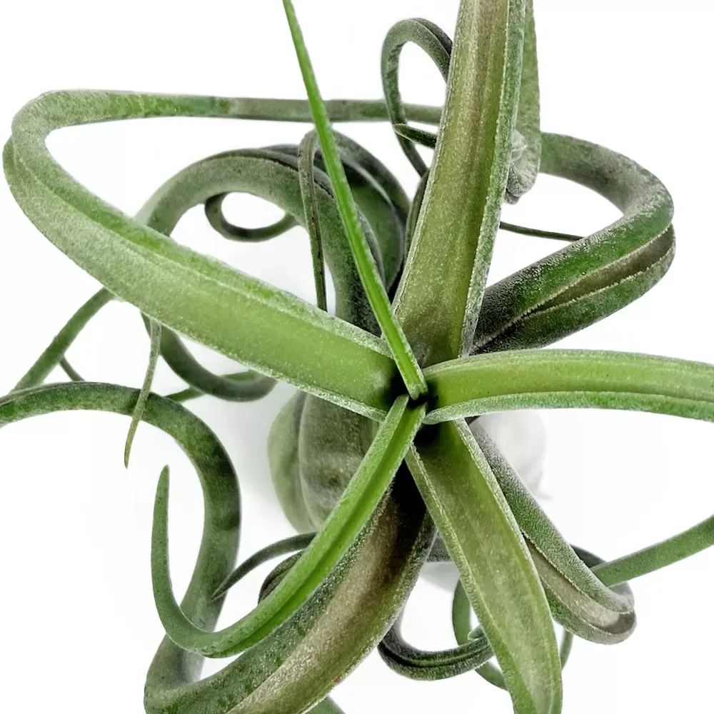 Tillandsia Caput Medusae - Image 2