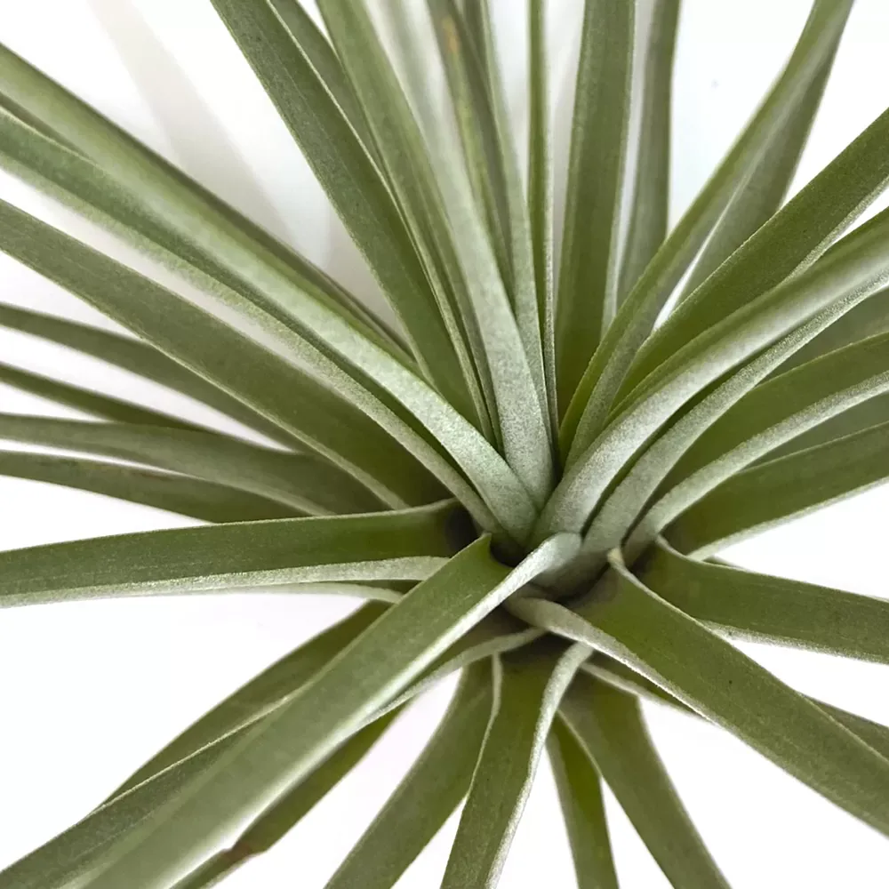 Tillandsia Espinosa Giant - Image 2
