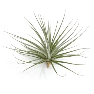 Tillandsia Espinosa Giant