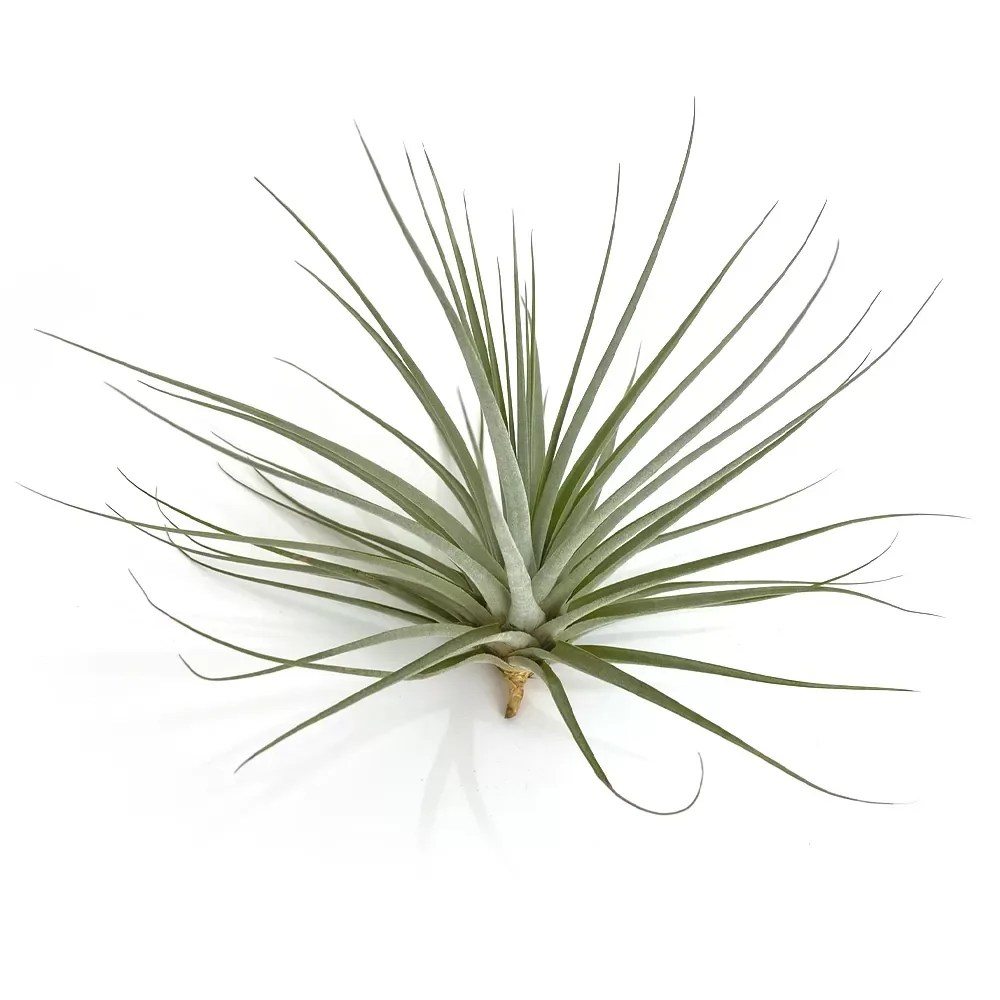 Tillandsia Espinosa Giant