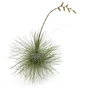 Tillandsia Fuchsii Gracilis