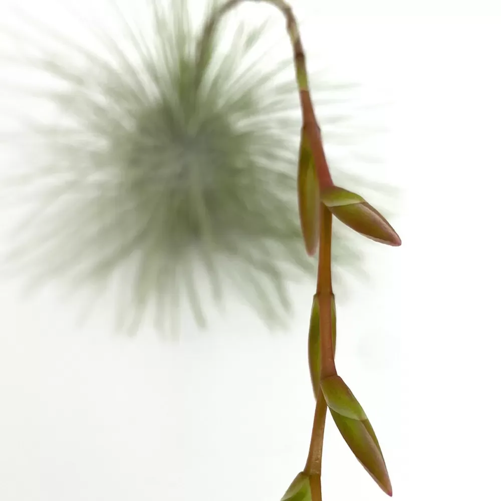 Tillandsia Fuchsii Gracilis - Image 2