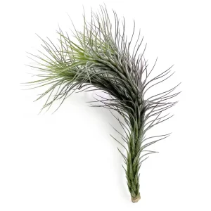 Tillandsia Funkiana