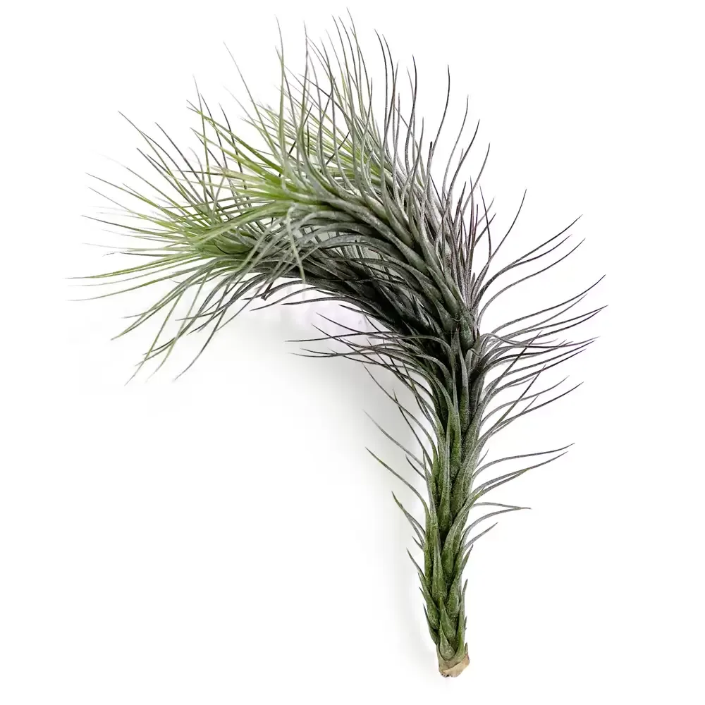 Tillandsia Funkiana