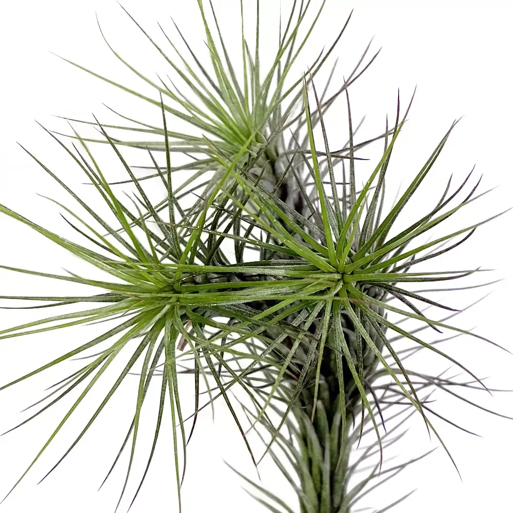 Tillandsia Funkiana - Image 2