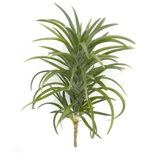 Tillandsia Neglecta