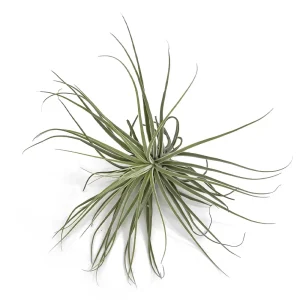 Tillandsia Oaxaca