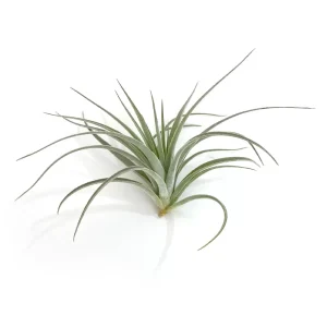 Tillandsia Pohliana