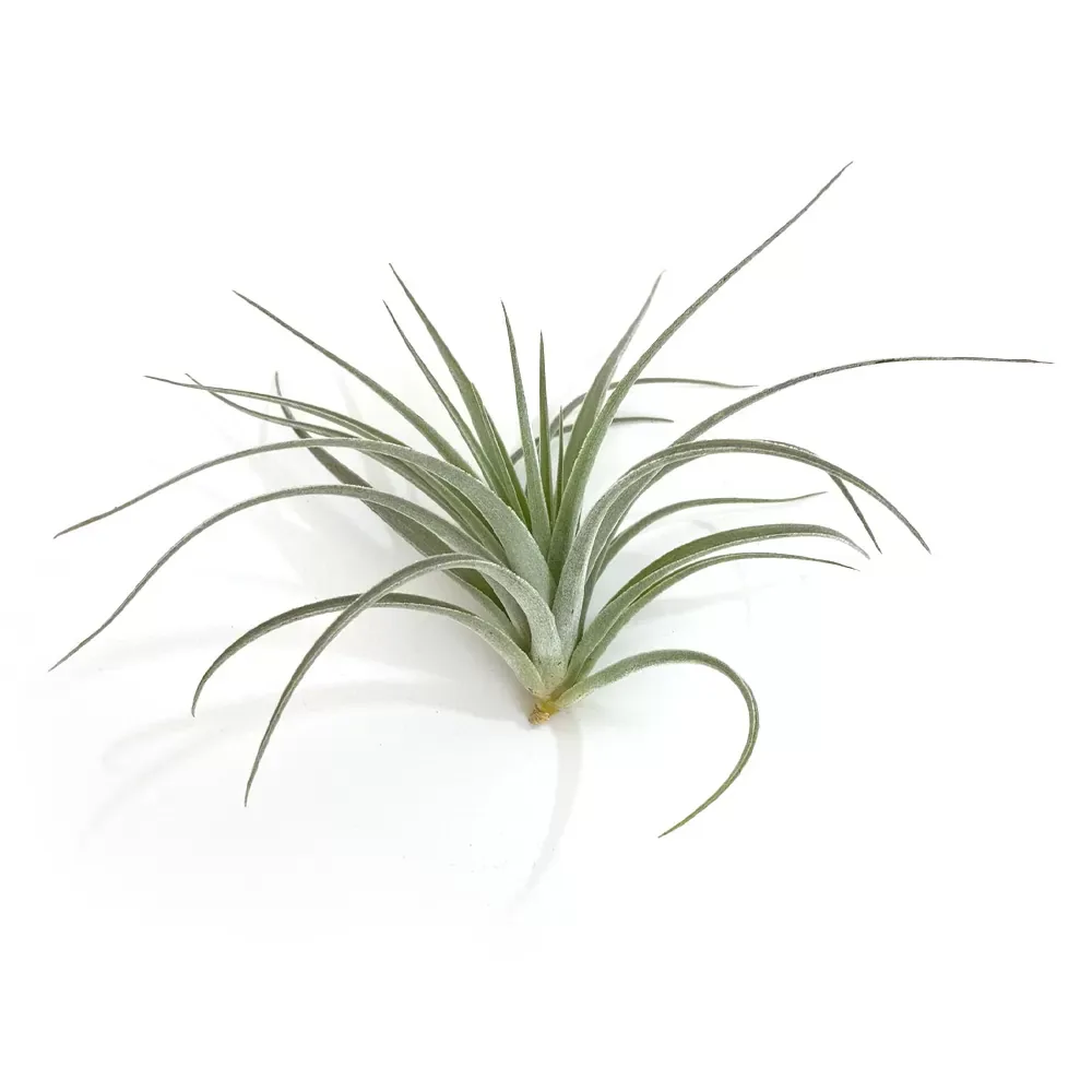 Tillandsia Pohliana