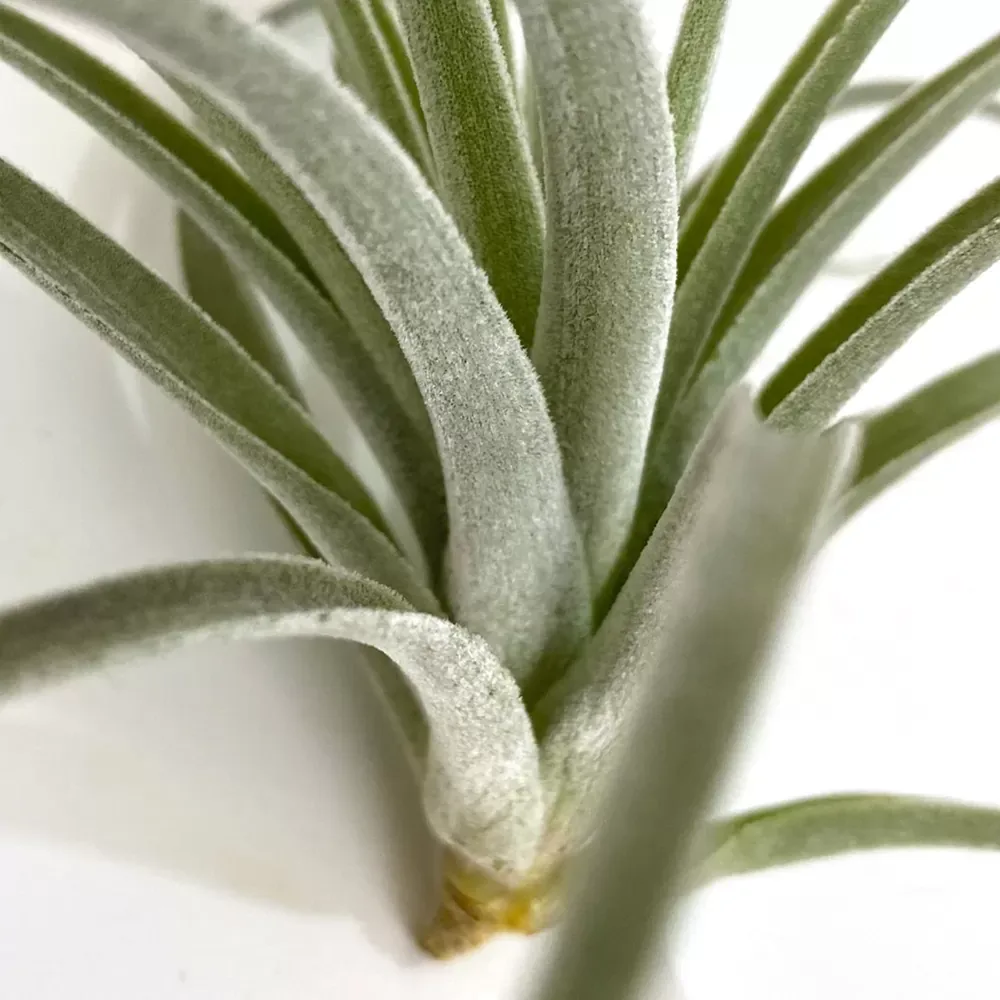 Tillandsia Pohliana - Image 2