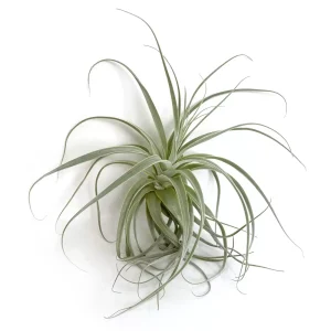 Tillandsia Straminea