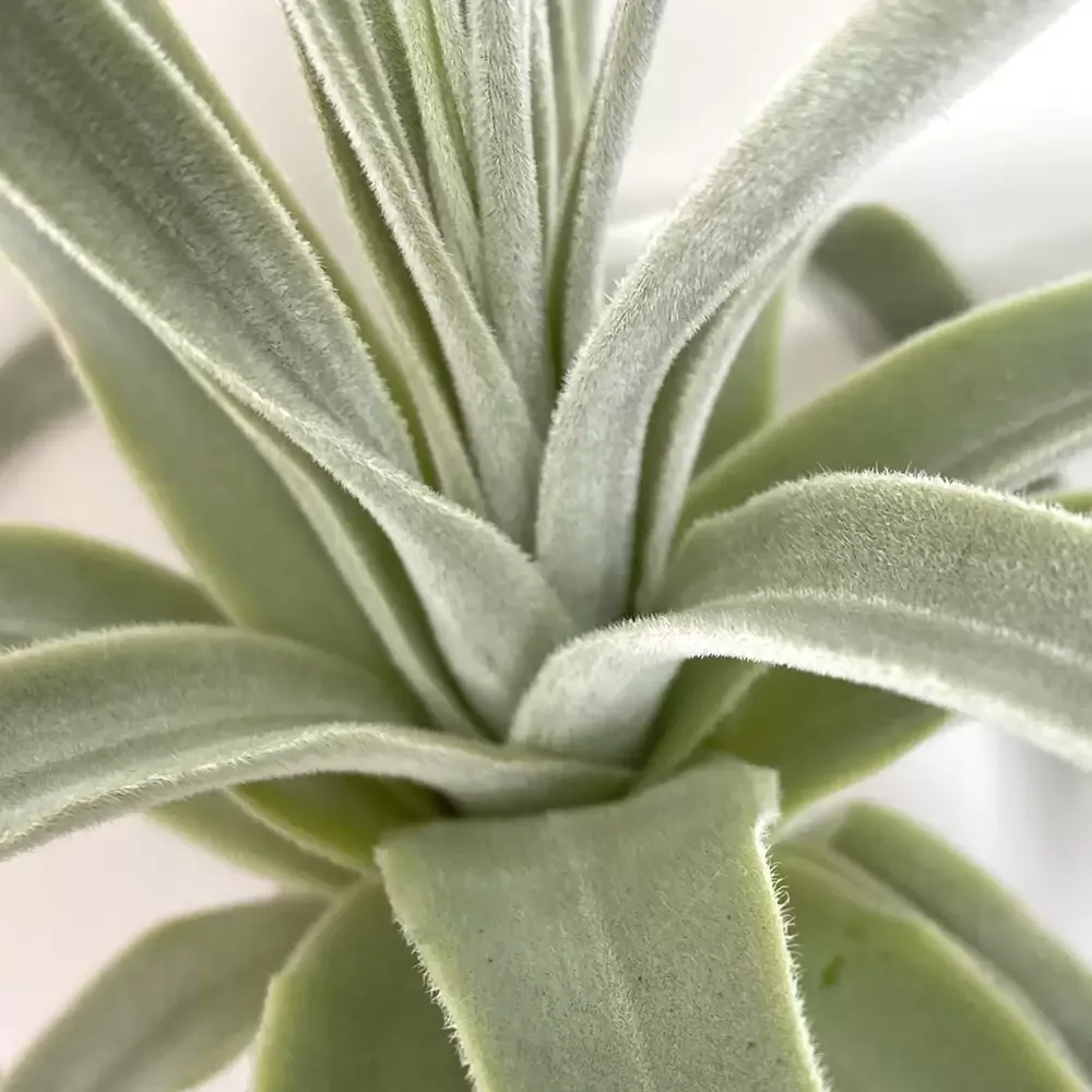 Tillandsia Straminea - Image 2
