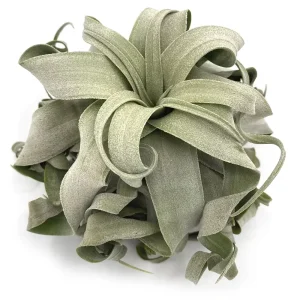 Tillandsia Streptophylla