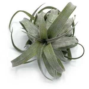 Tillandsia Streptophylla Red Cone