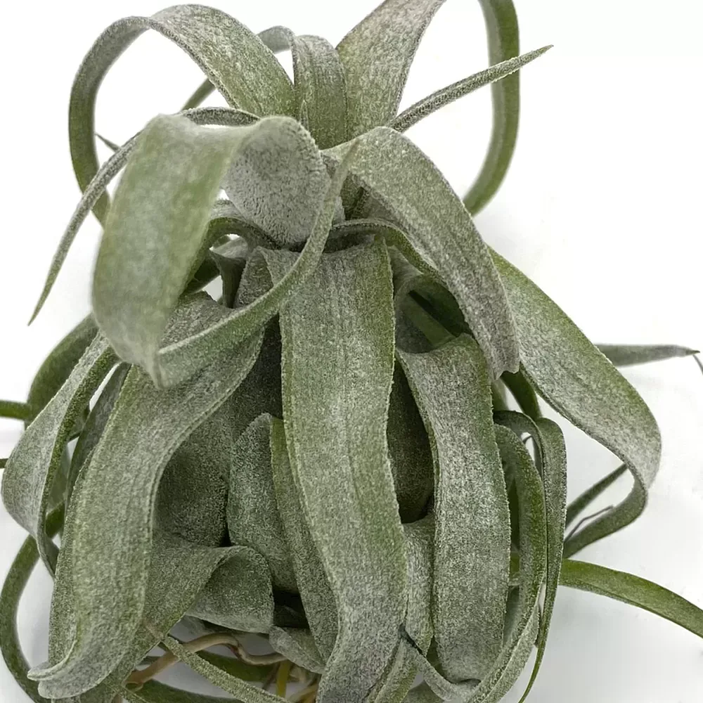 Tillandsia Streptophylla Red Cone - Image 2